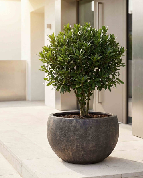 Grand Bowl | Antique Stone Collection | Antique Brown